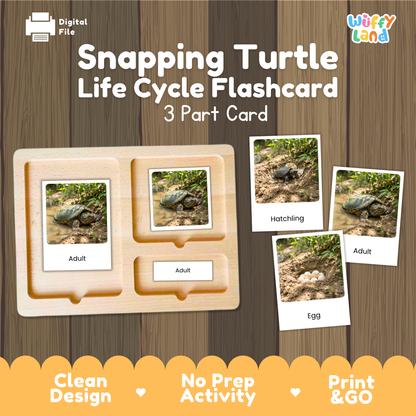 Snapping Turtle Life Cycle Flashcards 3 Part Cards Montessori Science Activity