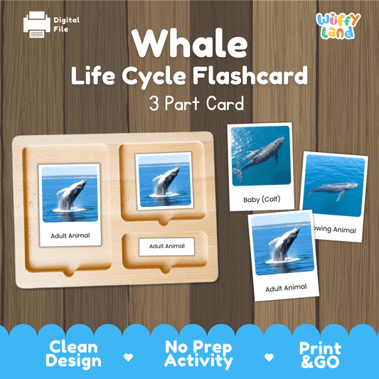 Whale Life Cycle Montessori 3-Part Cards - Science Zoology Flashcards