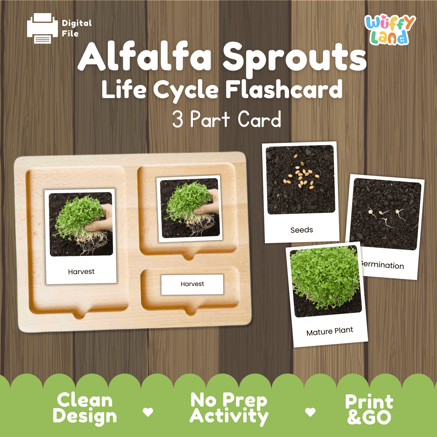 Alfalfa Sprouts Life Cycle Montessori 3-Part Cards - Science Botany Flashcards