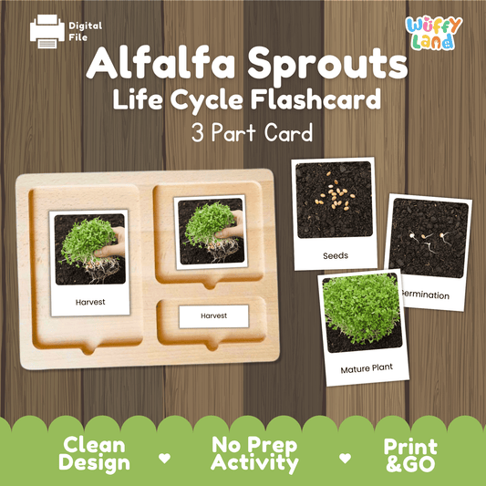 Alfalfa Sprouts Life Cycle Montessori 3-Part Cards - Science Botany Flashcards