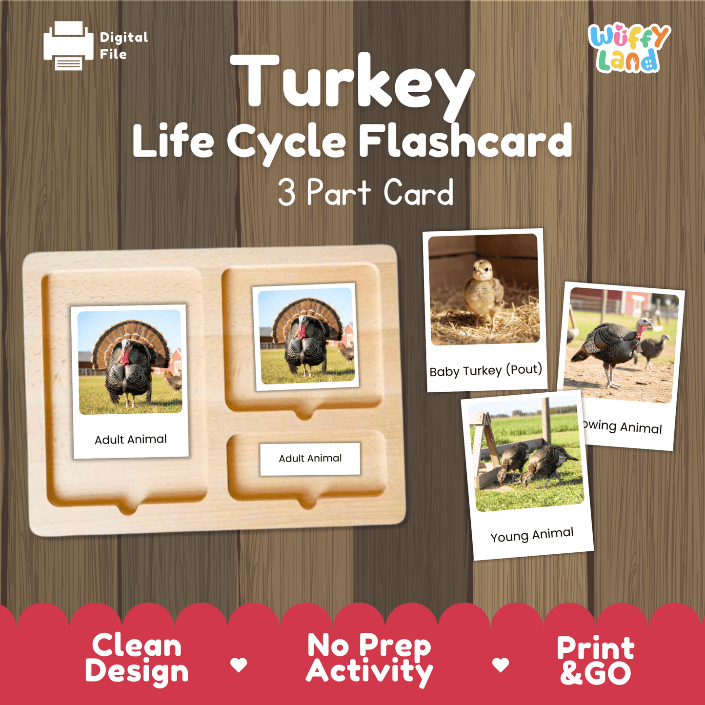 Turkey Life Cycle Montessori 3-Part Cards - Science Zoology Flashcards
