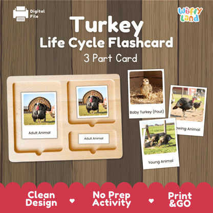 Turkey Life Cycle Montessori 3-Part Cards - Science Zoology Flashcards