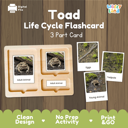 Toad Life Cycle Montessori 3-Part Cards Science Zoology Metamorphosis Flashcards