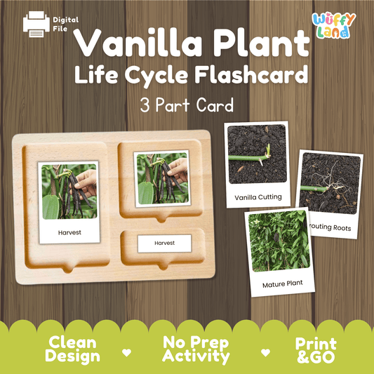 Vanilla Plant Life Cycle Montessori 3-Part Cards - Science Botany Flashcards
