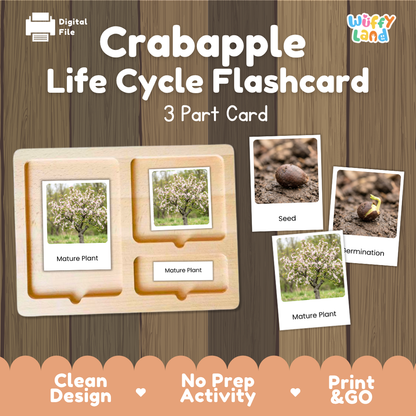 Crabapple Life Cycle Flashcard 3 Part Card Montessori Printable Activity