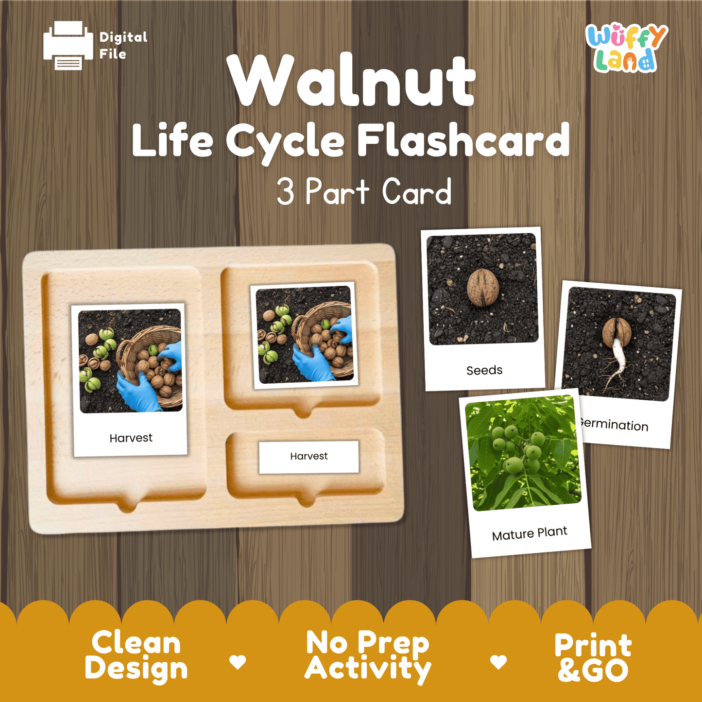 Walnut Life Cycle Montessori 3-Part Cards - Science Botany Flashcards