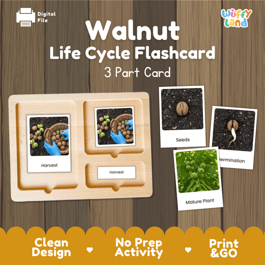 Walnut Life Cycle Montessori 3-Part Cards - Science Botany Flashcards