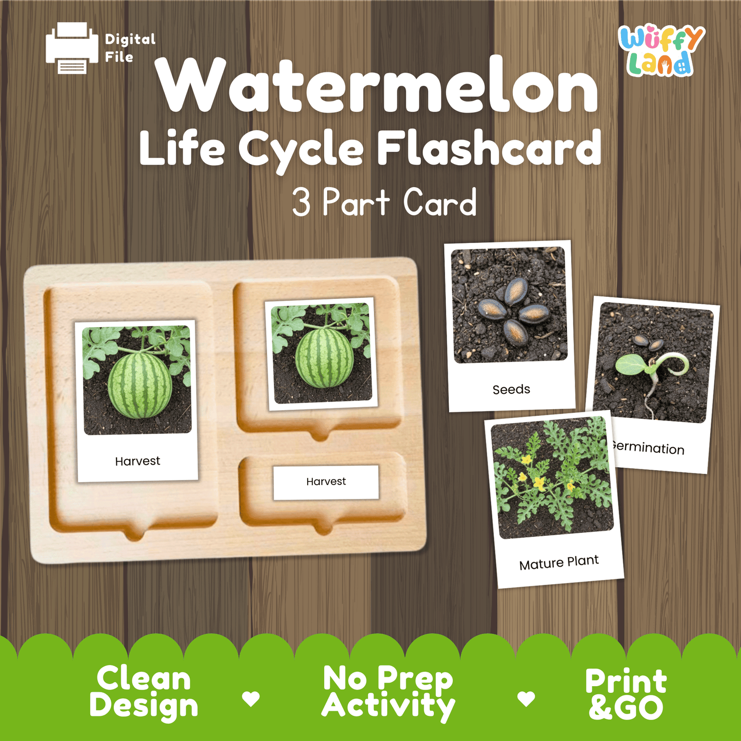 Watermelon Life Cycle Flashcards Montessori 3 Part Cards Science Activity Summer