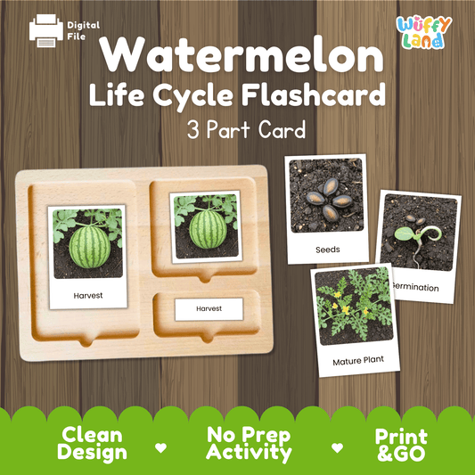 Watermelon Life Cycle Flashcards Montessori 3 Part Cards Science Activity Summer
