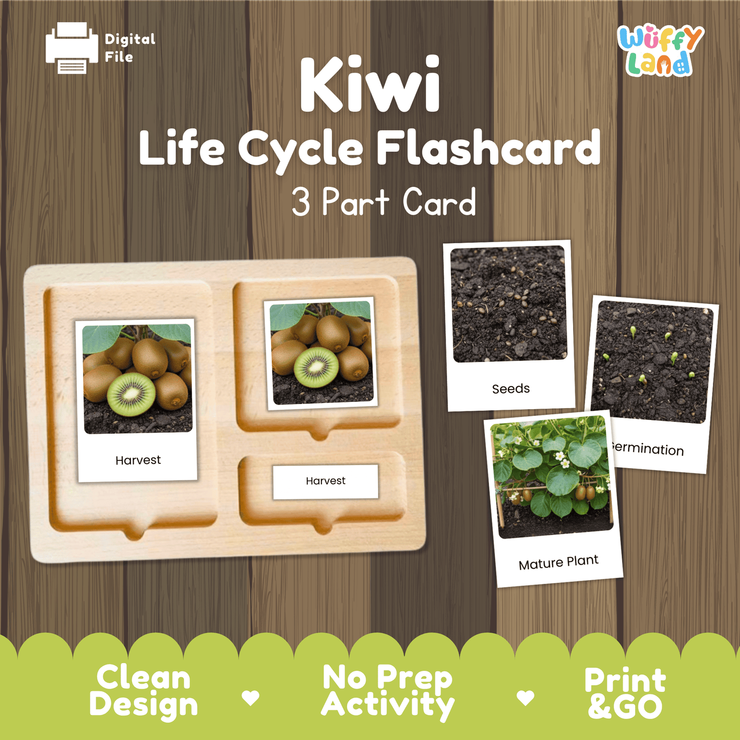 Kiwi Life Cycle Montessori 3-Part Cards - Science Botany Flashcards