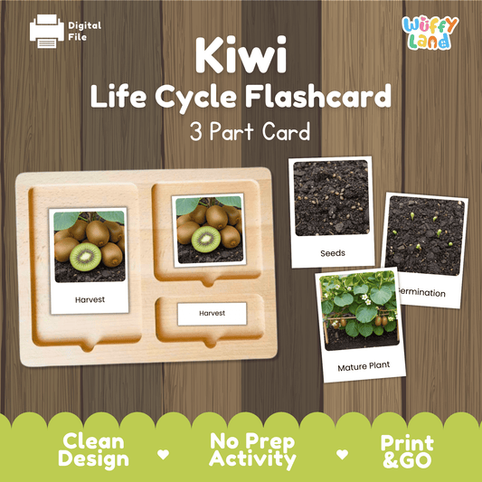 Kiwi Life Cycle Montessori 3-Part Cards - Science Botany Flashcards