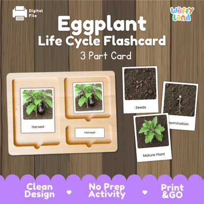 Eggplant Life Cycle Flashcards Montessori 3 Part Cards Science Activity Garden