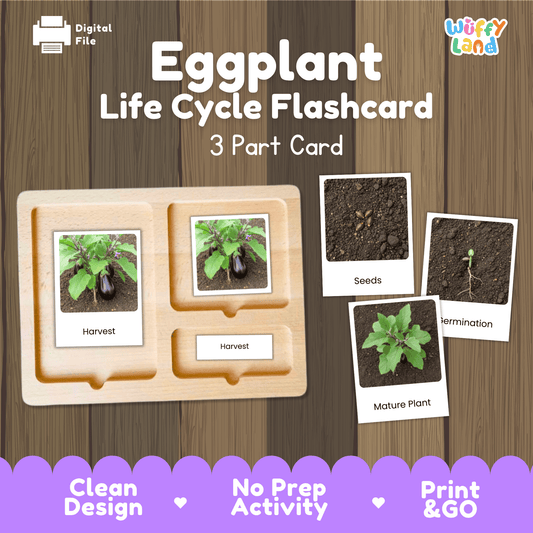Eggplant Life Cycle Flashcards Montessori 3 Part Cards Science Activity Garden