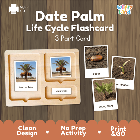 Date Palm Life Cycle Montessori 3-Part Cards - Science Botany Flashcards