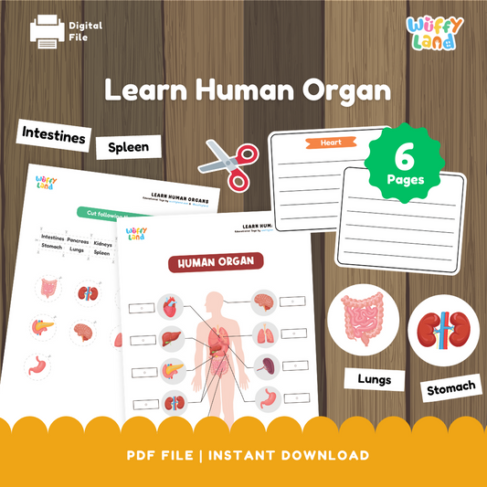 Learn Human Organs Printable - Human Body Activity for Kids
