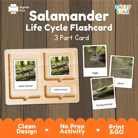 Salamander Life Cycle Montessori 3-Part Cards - Science Zoology Flashcard