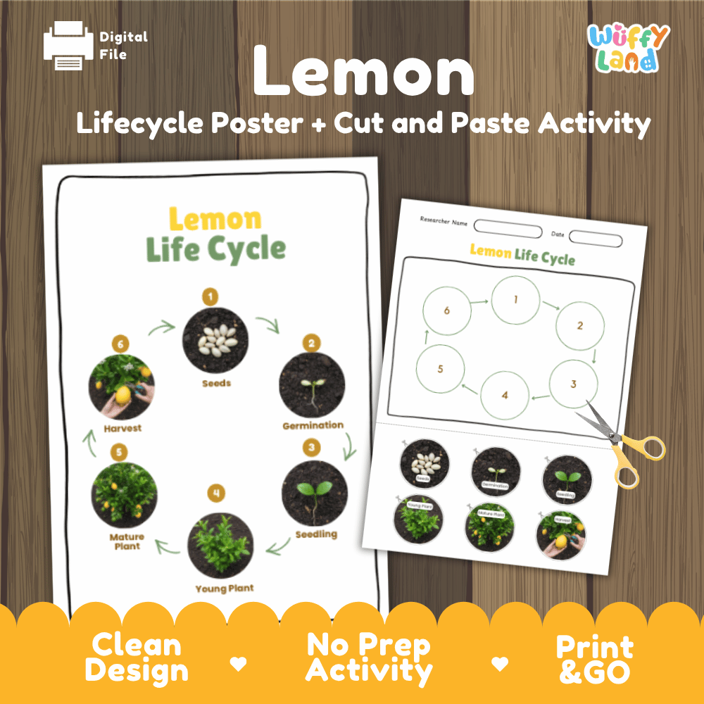 Lemon Lifecycle Poster and Cut and Paste Activity Worksheets | Plant Science Printables