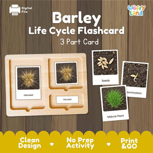 Barley Life Cycle Montessori 3-Part Cards - Science Botany Flashcards