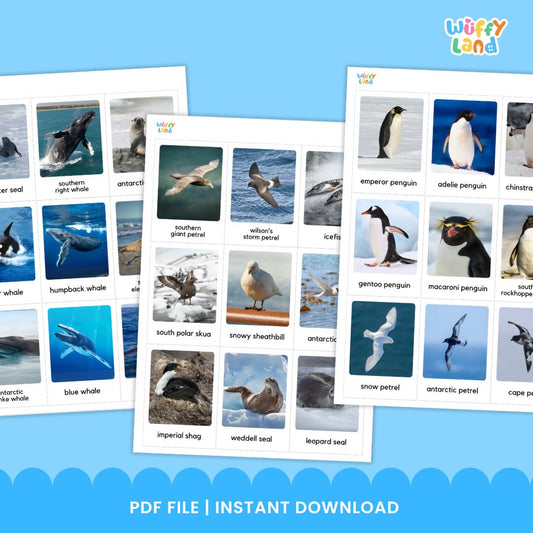 Kartu Flash Montessori Hewan Antartika dengan Gambar Asli