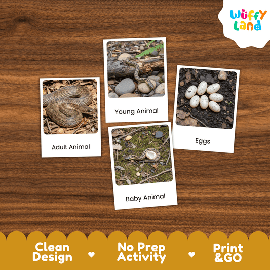 Snake Life Cycle Montessori 3-Part Cards - Science Zoology Flashcards
