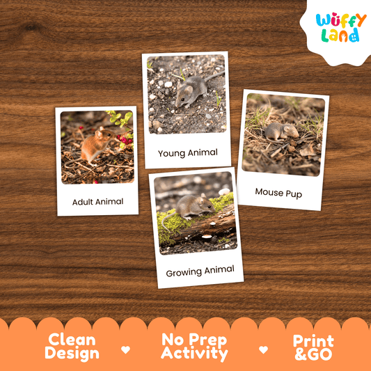 Mouse Life Cycle Montessori 3-Part Cards - Science Zoology Rodent Flashcards