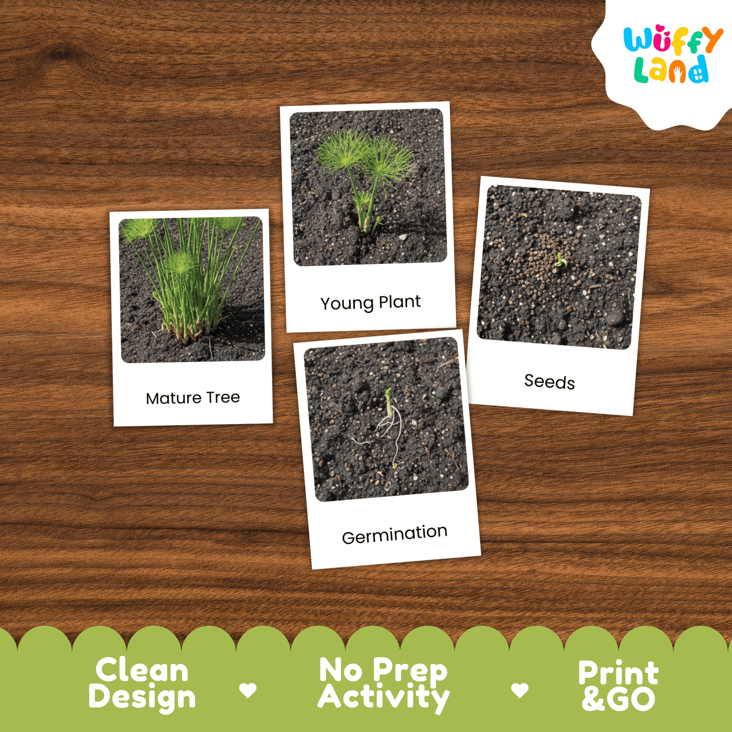 Papyrus Life Cycle Montessori 3-Part Cards - Science Botany Flashcards