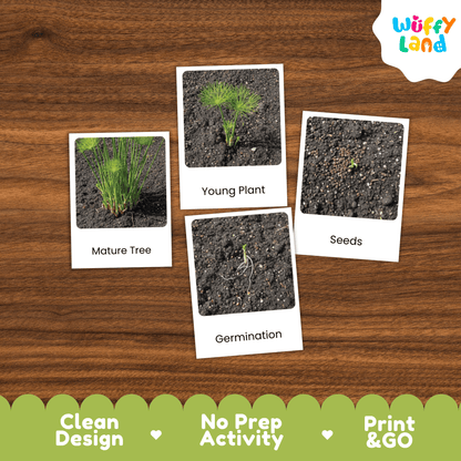 Papyrus Life Cycle Montessori 3-Part Cards - Science Botany Flashcards