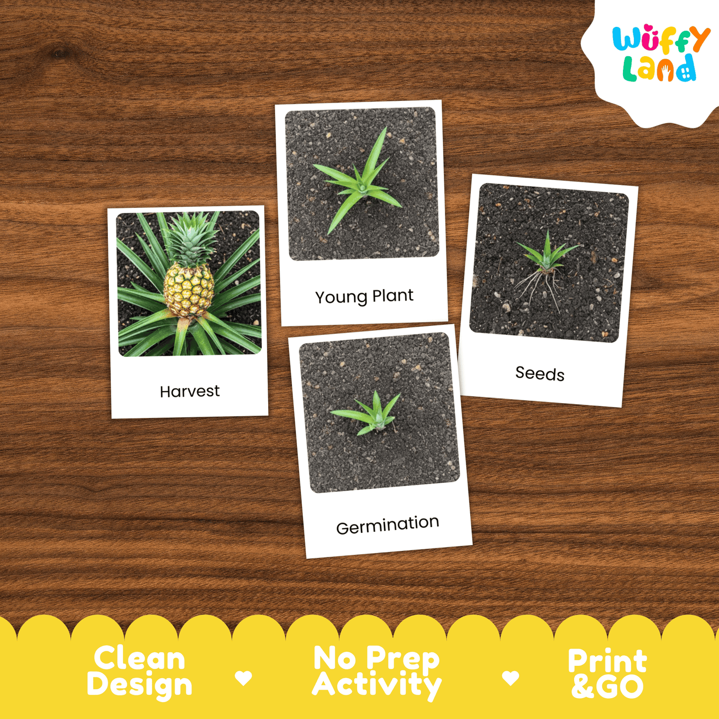 Pineapple Life Cycle Montessori 3-Part Cards - Science Botany Flashcards