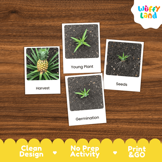 Pineapple Life Cycle Montessori 3-Part Cards - Science Botany Flashcards