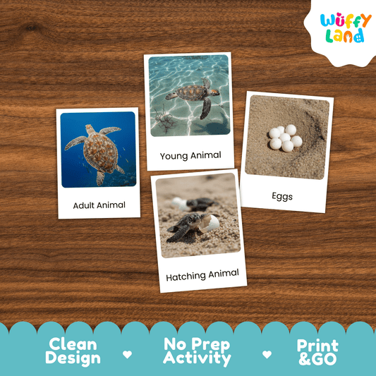 Turtle Life Cycle Montessori 3-Part Cards - Science Zoology Metamorphosis Flashcards