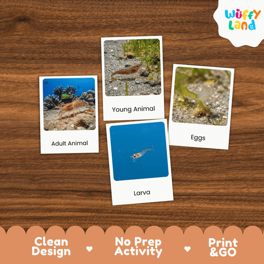 Shrimp Life Cycle Montessori 3-Part Cards - Science Zoology Flashcards