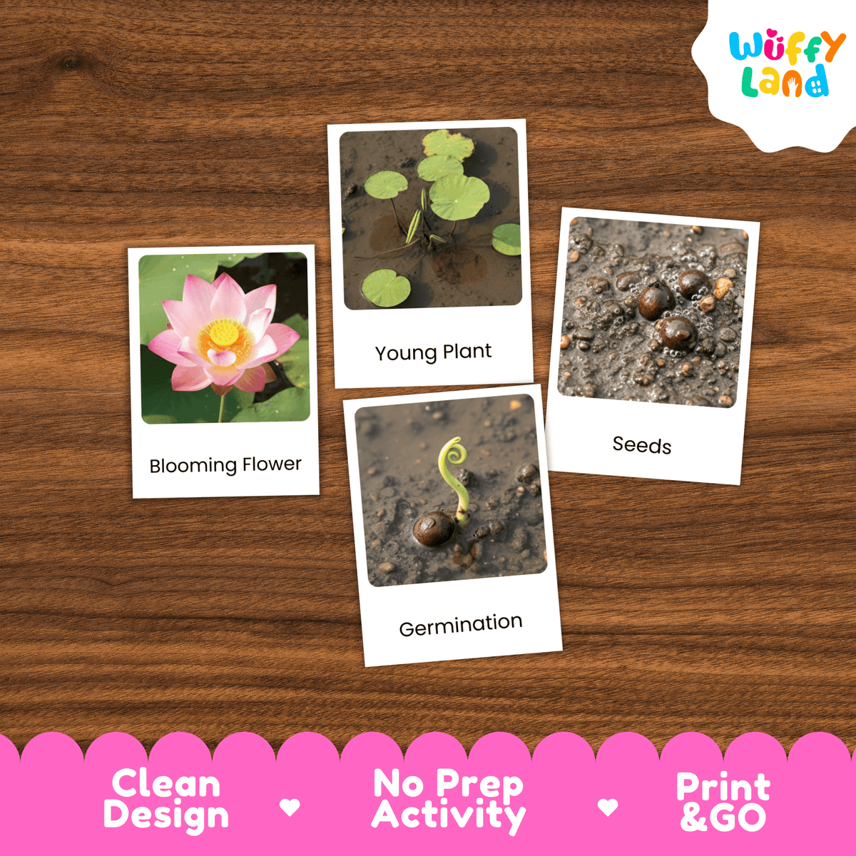 Lotus Life Cycle Montessori 3-Part Cards - Science Botany Flashcards