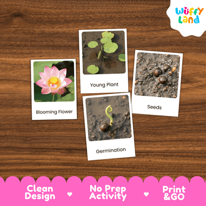 Lotus Life Cycle Montessori 3-Part Cards - Science Botany Flashcards
