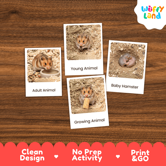Hamster Life Cycle Montessori 3-Part Cards - Science Zoology Mammal Flashcards