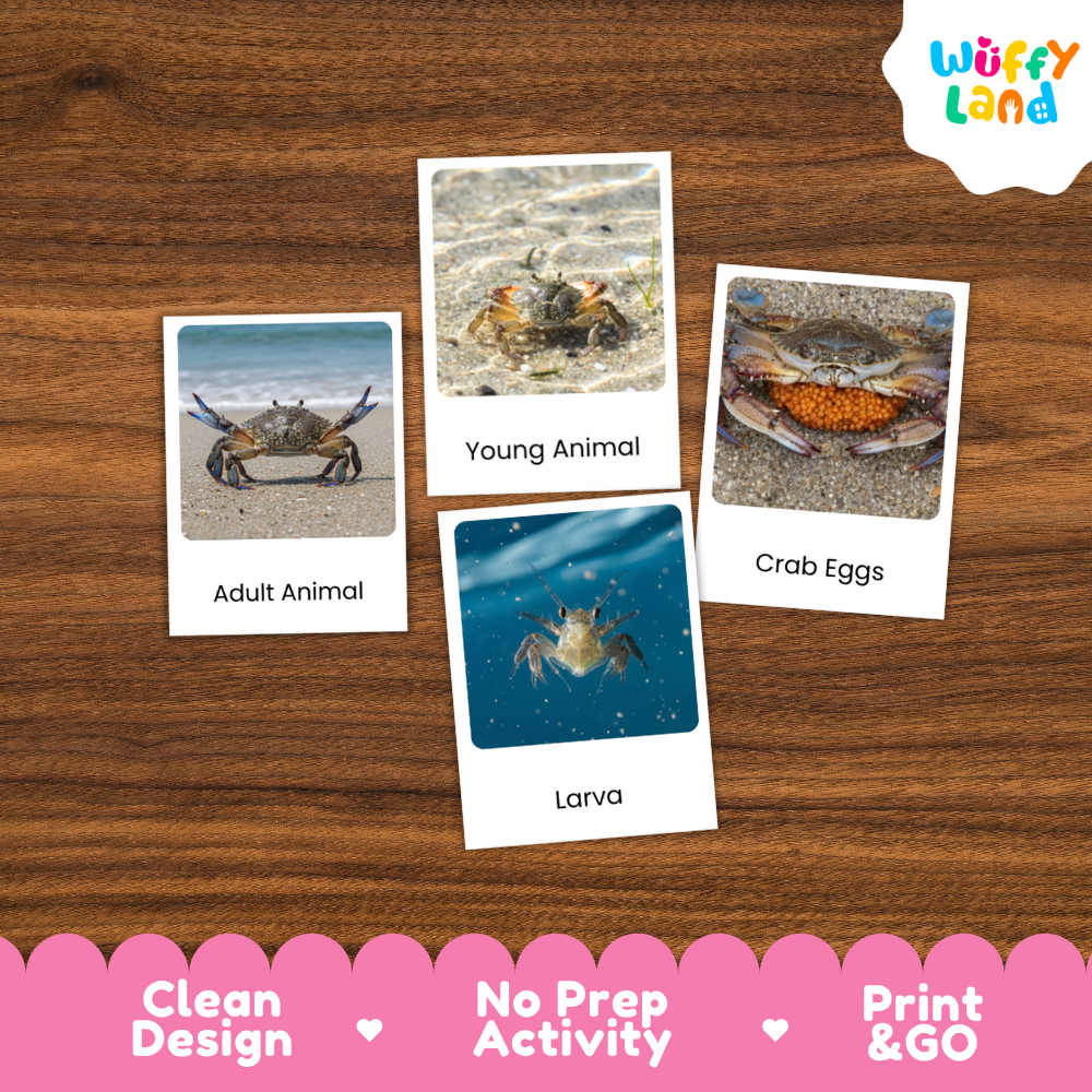 Crab Life Cycle Flashcards | Montessori 3 Part Cards Ocean Science Activity