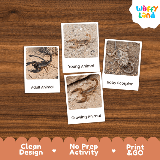 Scorpion Life Cycle Montessori 3-Part Cards - Science Zoology Arachnid Flashcard