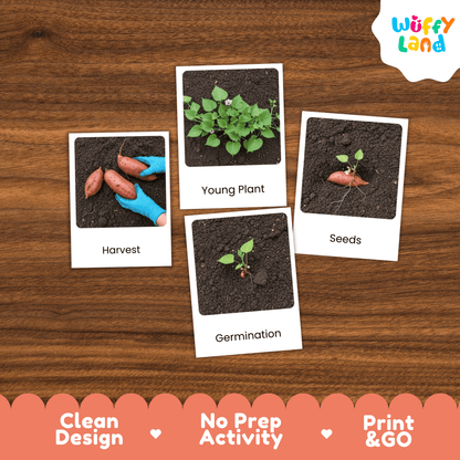 Sweet Potato Life Cycle Flashcards Montessori 3 Part Cards Science Activity Garden