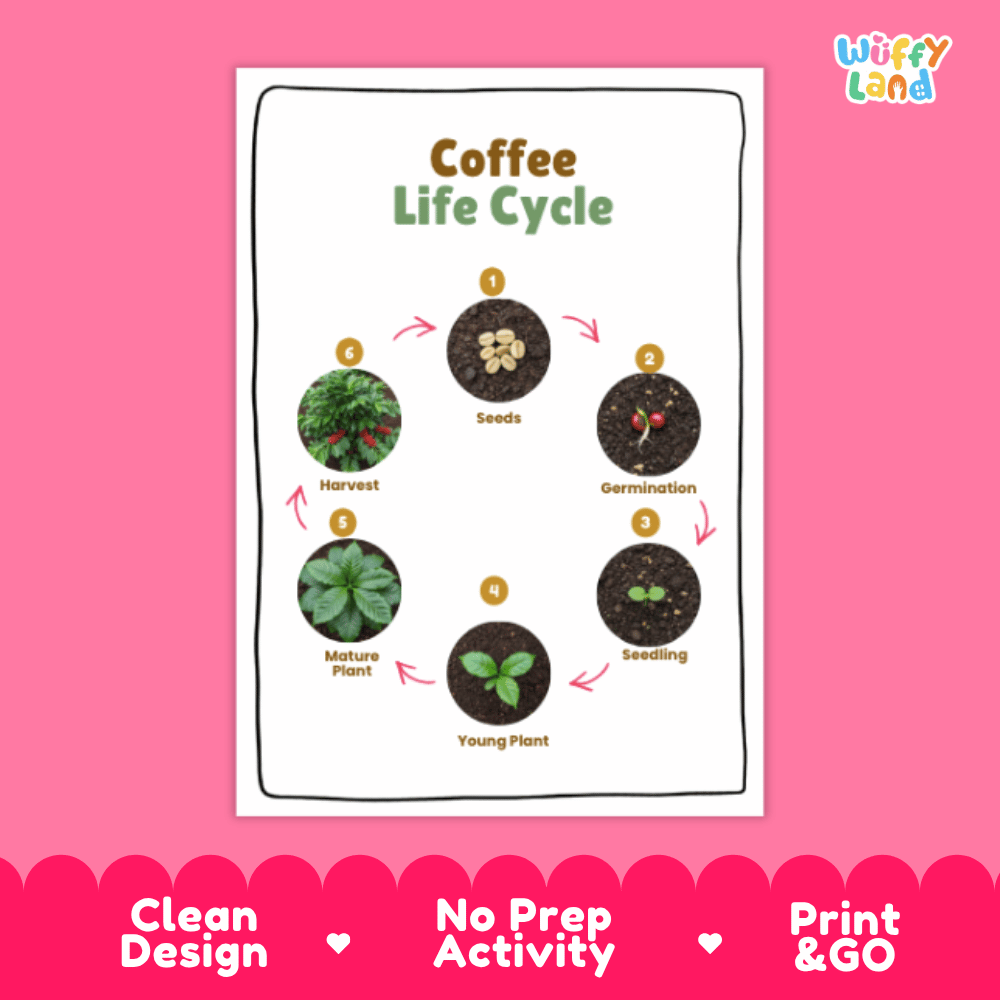Coffee Lifecycle Poster and Cut and Paste Activity Worksheets | Plant Science Printables