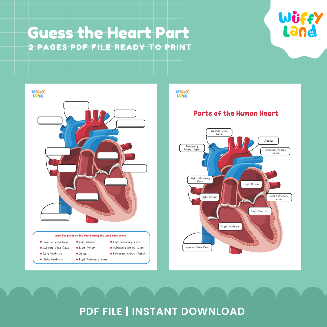 Lembar Kerja Diagram Jantung Manusia – Aktivitas Sains Tebak Bagian Jantung - Pelabelan &amp; Kuis PDF