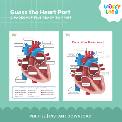 Lembar Kerja Diagram Jantung Manusia – Aktivitas Sains Tebak Bagian Jantung - Pelabelan &amp; Kuis PDF
