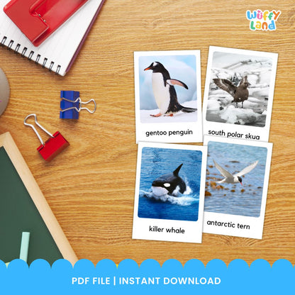 Kartu Flash Montessori Hewan Antartika dengan Gambar Asli