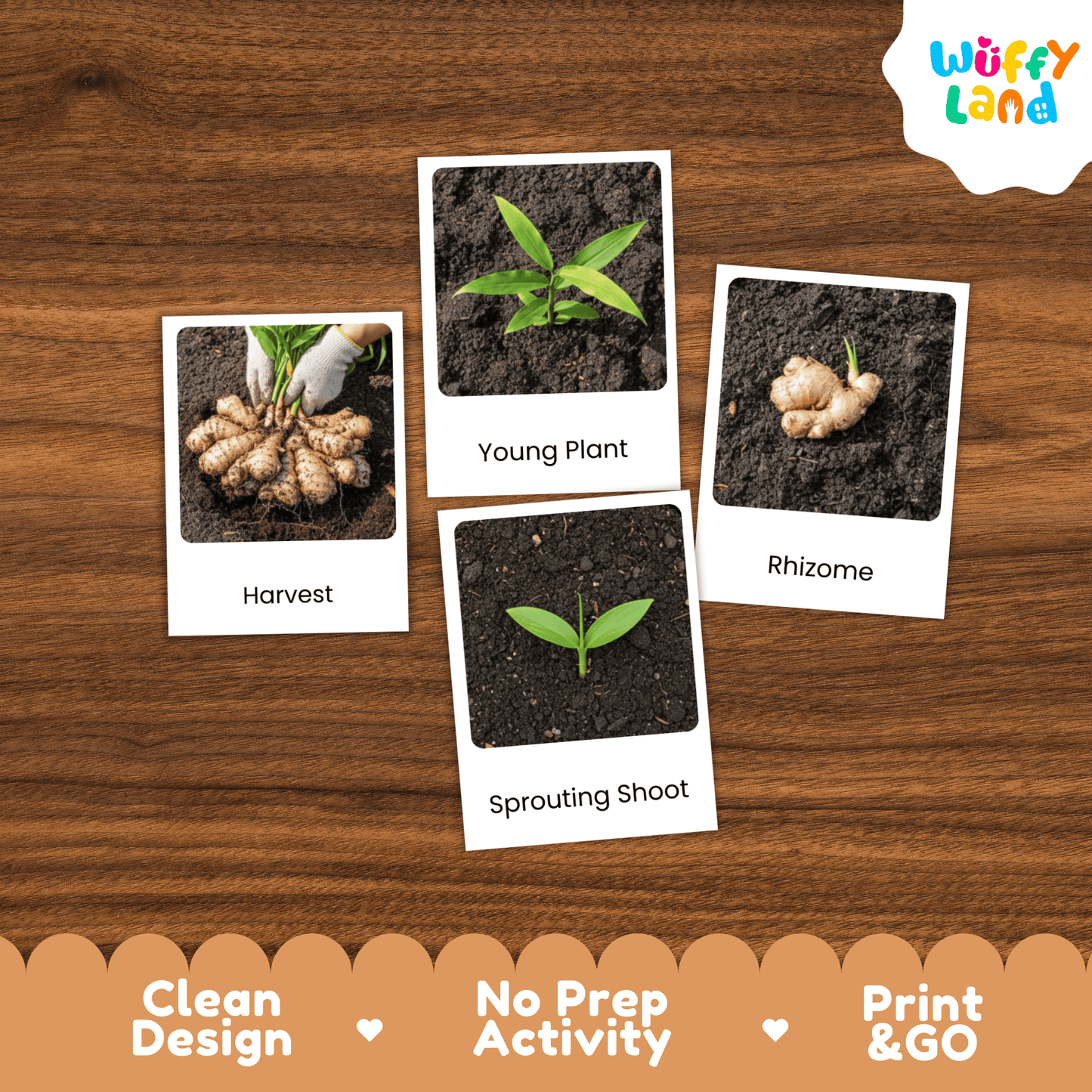 Ginger Life Cycle Montessori 3-Part Cards - Science Botany Flashcards