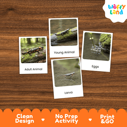 Salamander Life Cycle Montessori 3-Part Cards - Science Zoology Flashcard