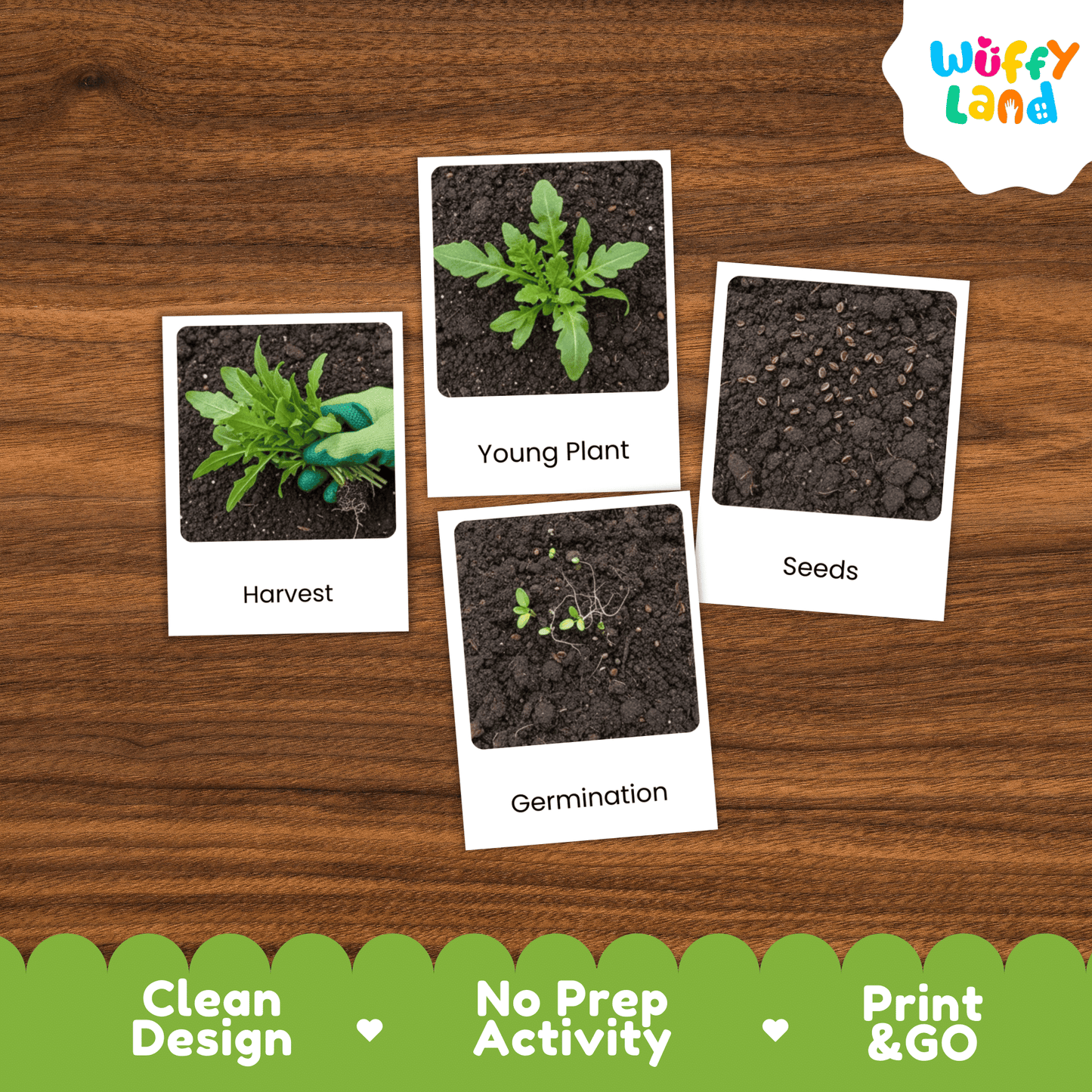 Arugula Life Cycle Activity Cut & Paste Worksheet Science Plant Growth Sequence