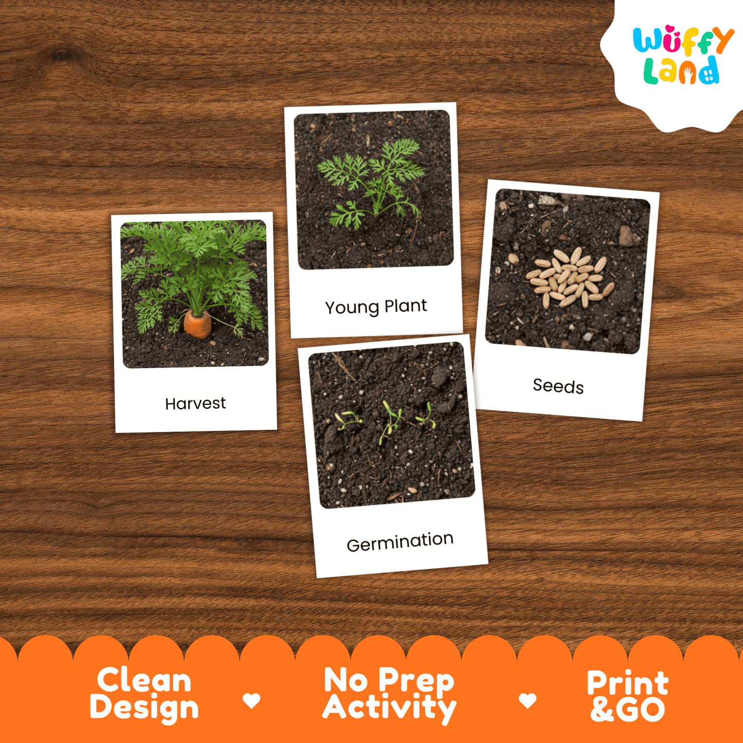 Carrot Life Cycle Flashcards Montessori 3 Part Cards Science Activity Garden