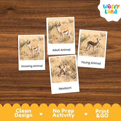 Springbok Life Cycle Flashcards | Montessori 3 Part Cards Mammal Activity