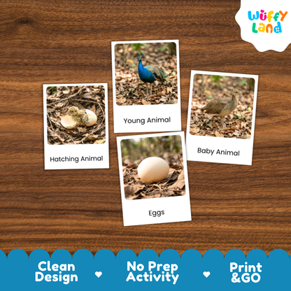 Peafowl Life Cycle Flashcard 3 Part Card