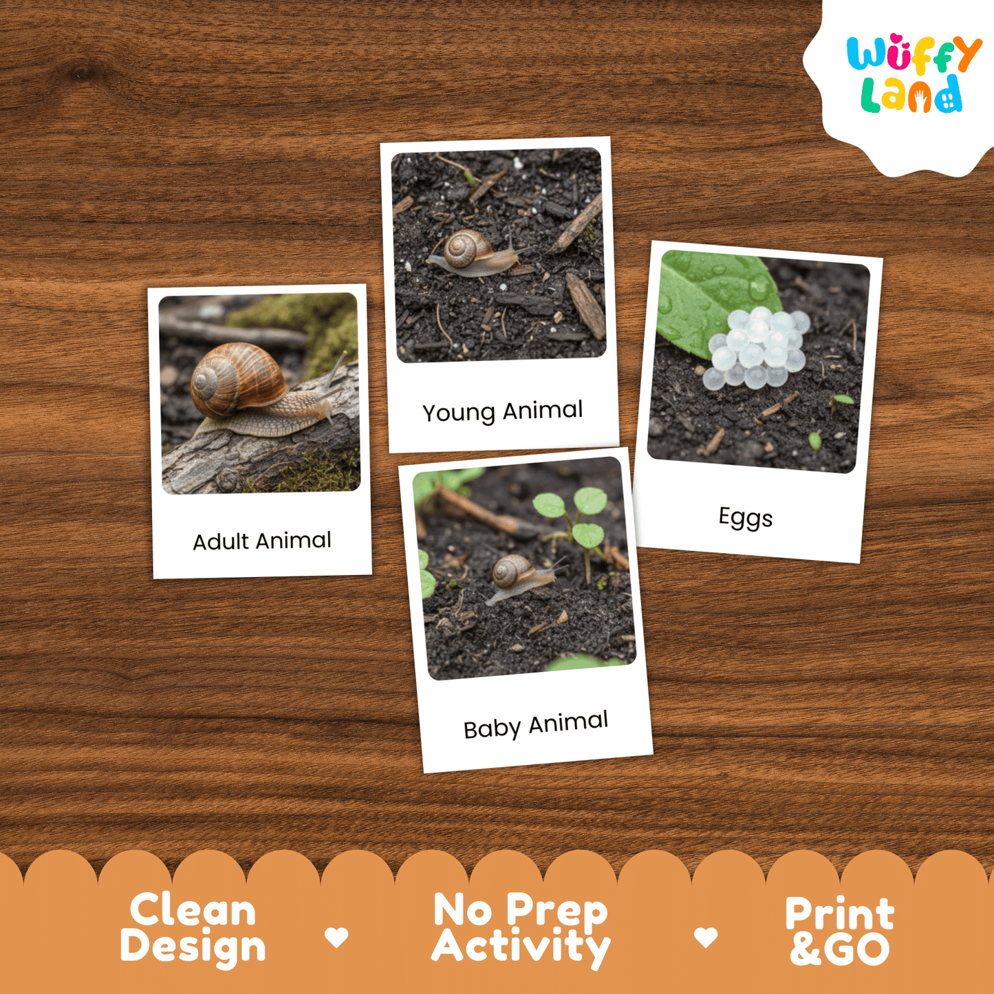 Snail Life Cycle Montessori 3-Part Cards - Science Zoology Flashcards