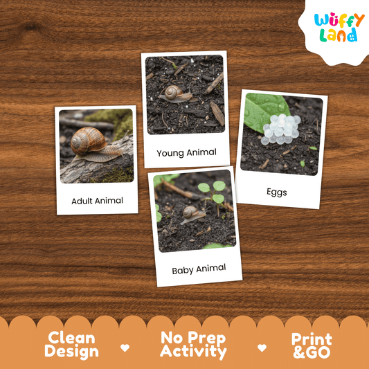 Snail Life Cycle Montessori 3-Part Cards - Science Zoology Flashcards