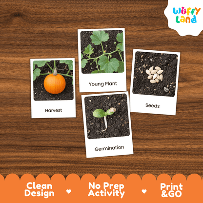 Pumpkin Life Cycle Flashcards Montessori 3 Part Cards Science Activity